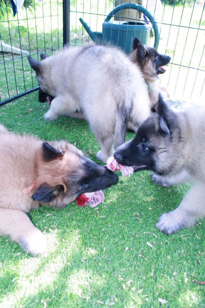 Du Clos Du Luberon - CHIOTS TERVUERENS et GROENENDAELS FRANCE et BELGIQUE