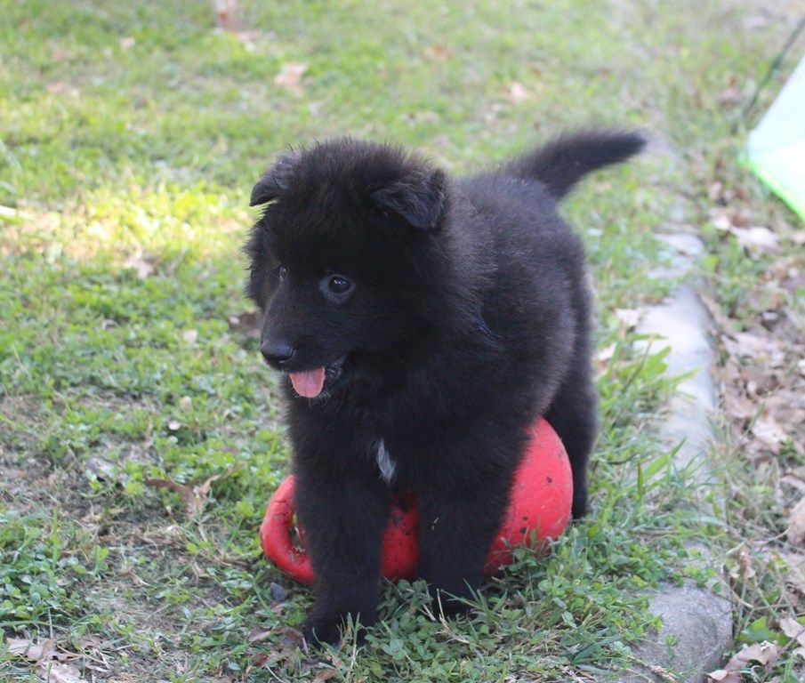 DEUX CHIOTS GROENANDAELS DISPONIBLES....