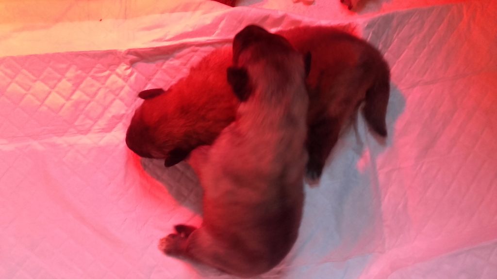 Du Clos Du Luberon - Des chiots tervuerens sont nés.....