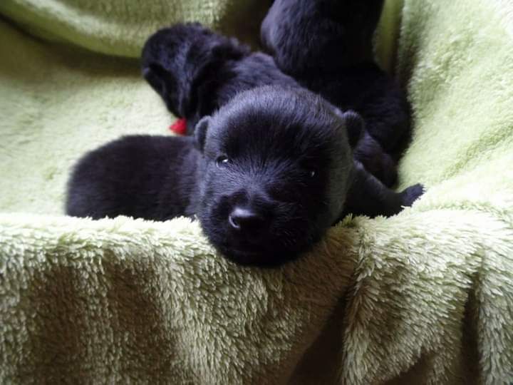 Du Clos Du Luberon - Pas de chiots actuellement, mais nous pouvons vous renseigner !