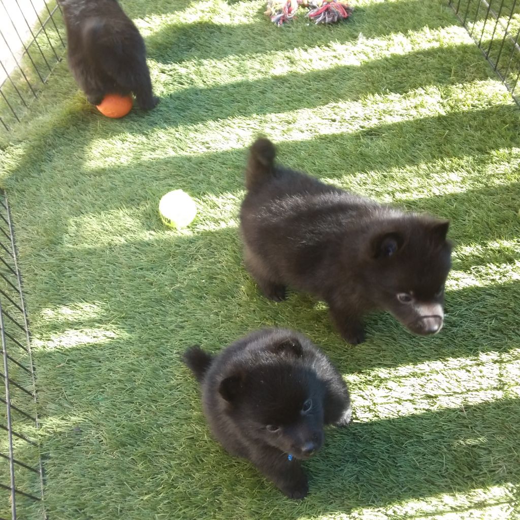 Du Clos Du Luberon - Schipperke - Portée née le 11/09/2020