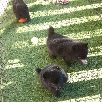 CHIOT