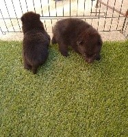 CHIOT